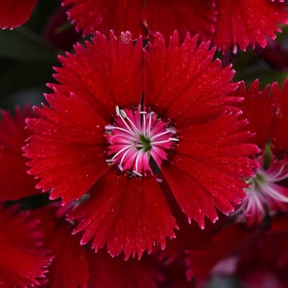 Dianthus (Ideal Series violet picotee flower) for planting in garden